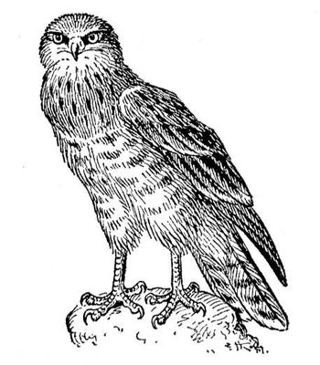Большая Советская Энциклопедия (ЗМ) i010-001-265076448.jpg