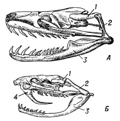 Большая Советская Энциклопедия (ЗМ) i009-001-222437954.jpg