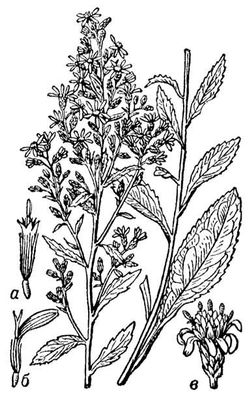 Большая Советская Энциклопедия (ЗО) i009-001-237662281.jpg