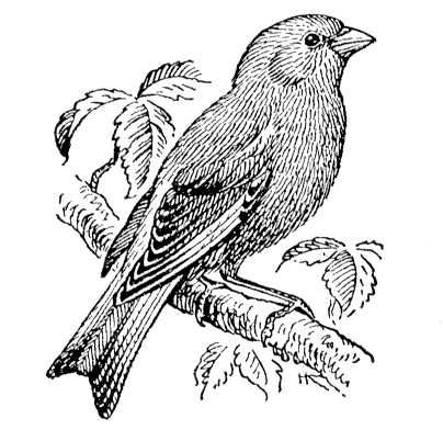 Большая Советская Энциклопедия (ЗЕ) i009-001-214141681.jpg