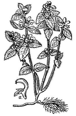 Большая Советская Энциклопедия (ЗЕ) i010-001-256696850.jpg