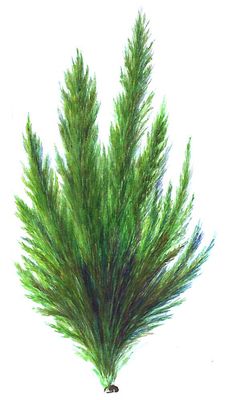 Большая Советская Энциклопедия (ЗЕ) i010-001-259373579.jpg