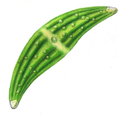 Большая Советская Энциклопедия (ЗЕ) i010-001-285152957.jpg