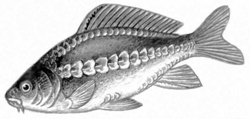 Большая Советская Энциклопедия (ЗЕ) i010-001-276718489.jpg