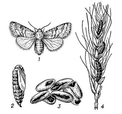 Большая Советская Энциклопедия (ЗЕ) i010-001-261934253.jpg