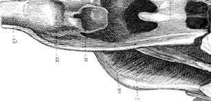 The Monstrumologist pic_6.jpg