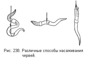 Жизнь и ловля пресноводных рыб ris238.jpg