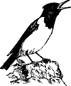 По родному краю Porod061_.png