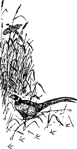По родному краю Porod072_.png