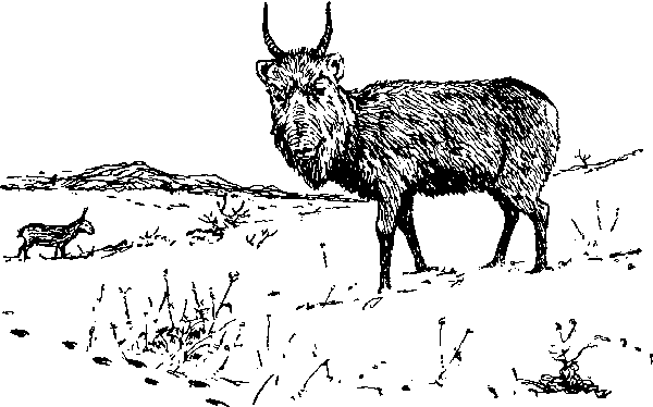 По родному краю Porod021_.png