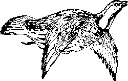По родному краю Porod052_.png