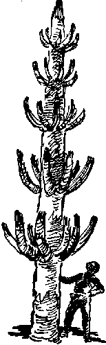 Звезда утренняя i_014.png
