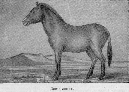 Из Зайсана через Хами в Тибет и на верховья Желтой реки i_005.jpg