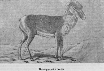 Из Зайсана через Хами в Тибет и на верховья Желтой реки i_034.jpg
