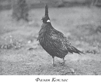Разведение домашней птицы на ферме и приусадебном участке i_095.jpg
