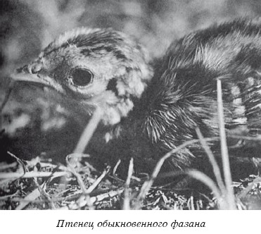 Разведение домашней птицы на ферме и приусадебном участке i_099.jpg