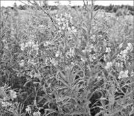 Литературная Газета  6276 ( № 21 2010) TAGhttp___www_lgz_ru_userfiles_image_22_6277_2010_14-2_jpg268976