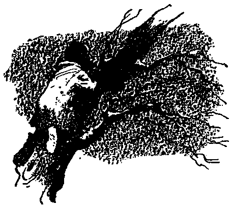 Ястребки pic_4.png