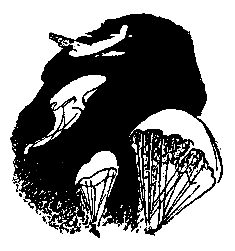 Ястребки pic_23.png