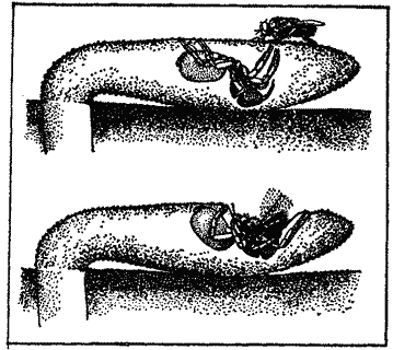 Первопоселенцы суши i_003.png