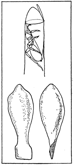 Первопоселенцы суши i_004.png