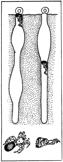 Первопоселенцы суши i_005.png
