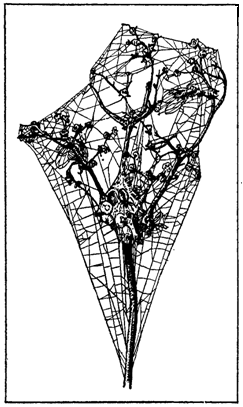 Первопоселенцы суши i_006.png