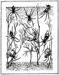 Первопоселенцы суши i_015.png