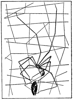 Первопоселенцы суши i_016.png