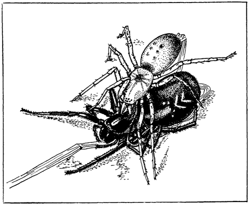 Первопоселенцы суши i_030.png
