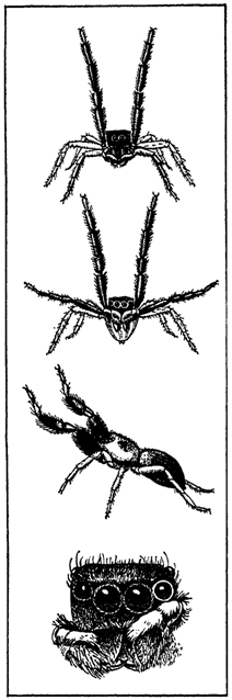 Первопоселенцы суши i_035.png