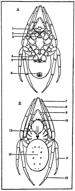 Первопоселенцы суши i_002.png