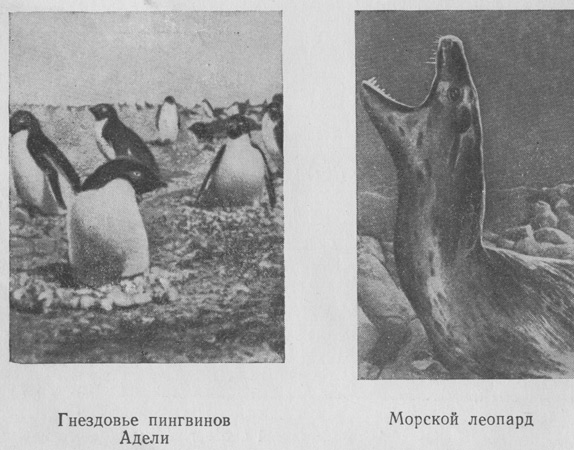 Загадочный материк i_029.jpg