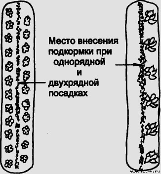 Семейное овощеводство на узких грядах i_016.jpg