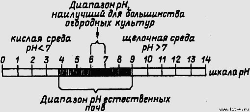 Семейное овощеводство на узких грядах i_019.jpg