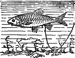 Секреты успеха (Записки рыболова) i_031.png
