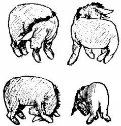 Winnie-The-Pooh and All, All, All pic6.jpg