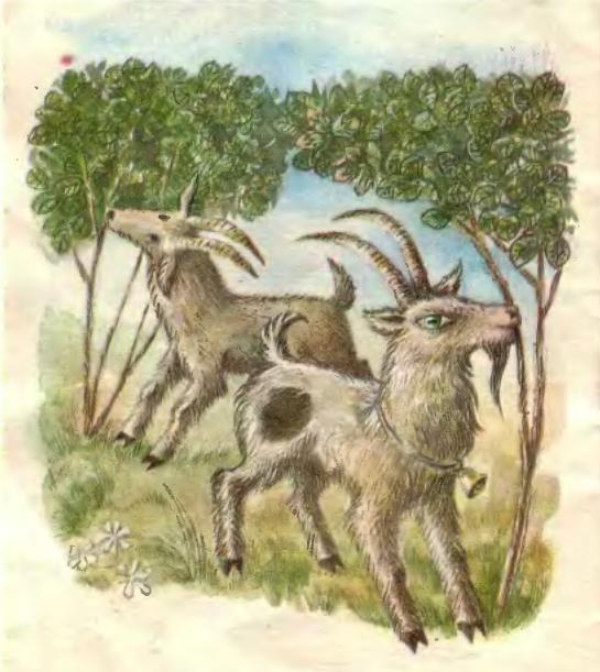 Кочеток и курочка img07.jpg