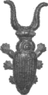 Дейзи Фэй и чудеса i_002.png