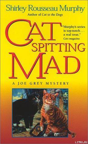 Cat Spitting Mad pic_1.jpg