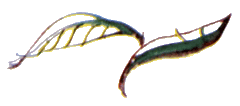 Байкала-озера сказки Том I  разд.3 i_017.png