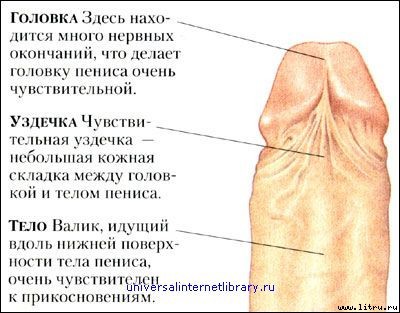 «Энциклопедия секса»: Откровения обо всем: Секс и вы _263.jpg