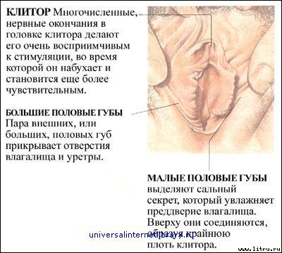 «Энциклопедия секса»: Откровения обо всем: Секс и вы _265.jpg