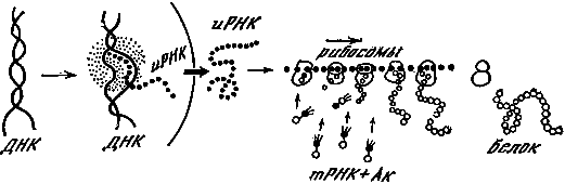 Эволюция биосферы i_034.png