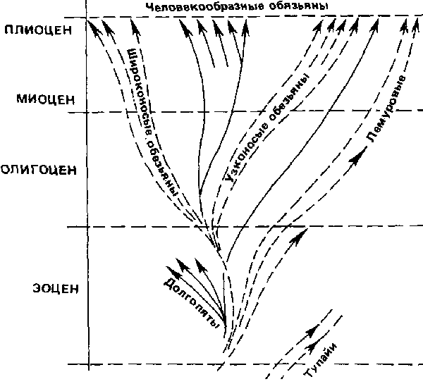 Феномен человека i_003.png