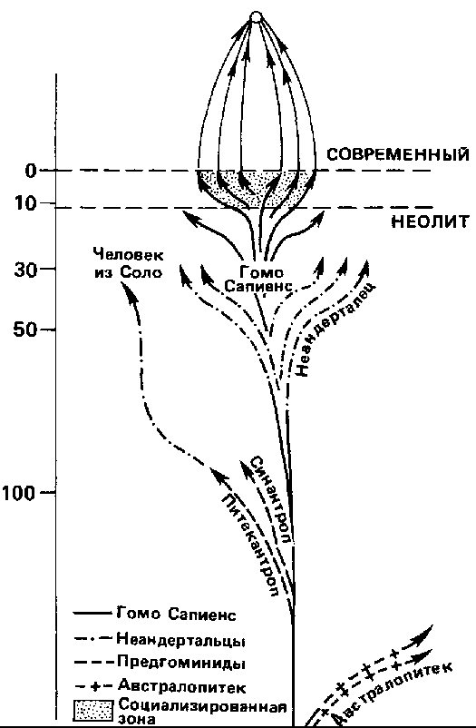 Феномен человека i_004.png