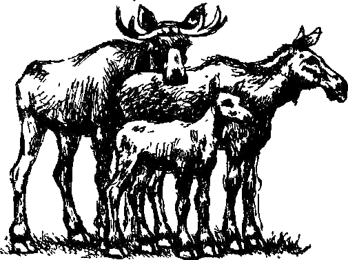 Каос и Бьёрнар. Олауг и Пончик (с илл.) i_006.png