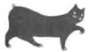 Cat Breaking Free pic_17.jpg