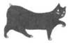 Cat Breaking Free pic_25.jpg