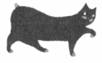 Cat Breaking Free pic_28.jpg
